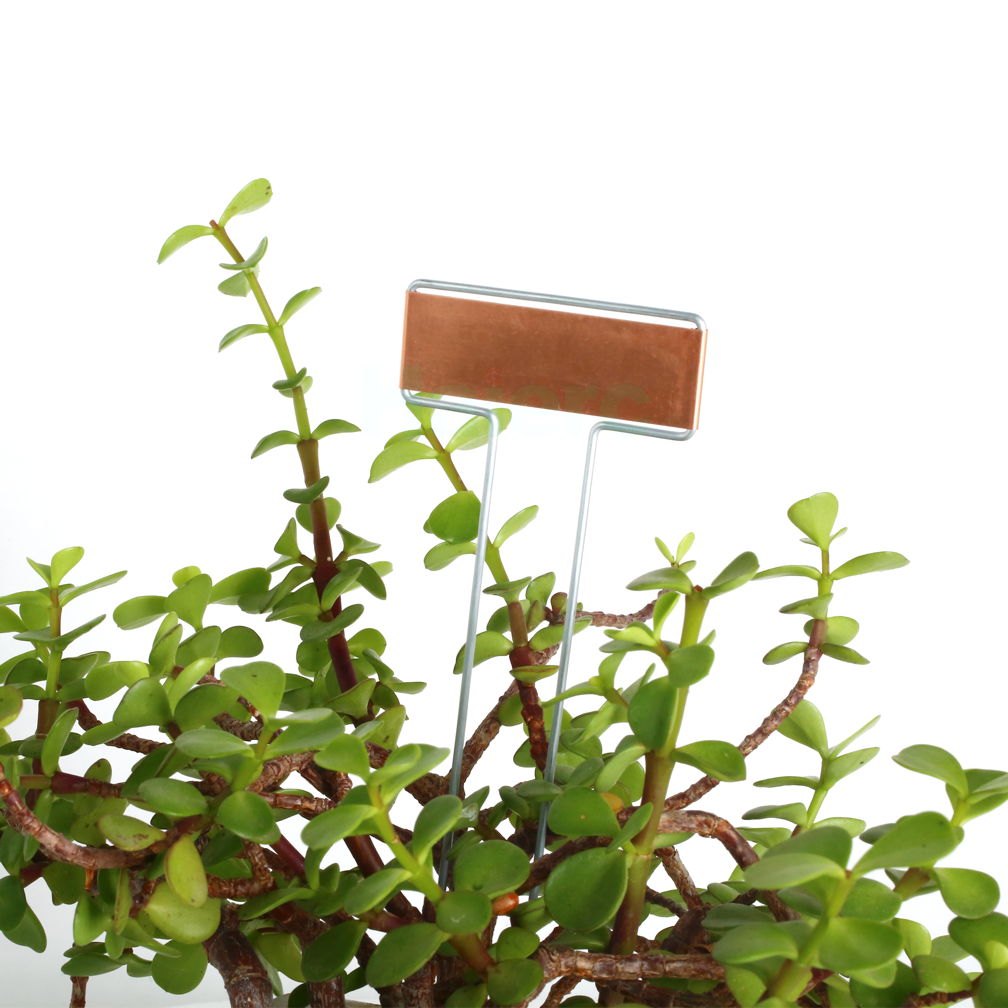 Haierc Factory Wholesale Plant Flower Tag Garden Plant Nhãn hiệu nhà máy đồng